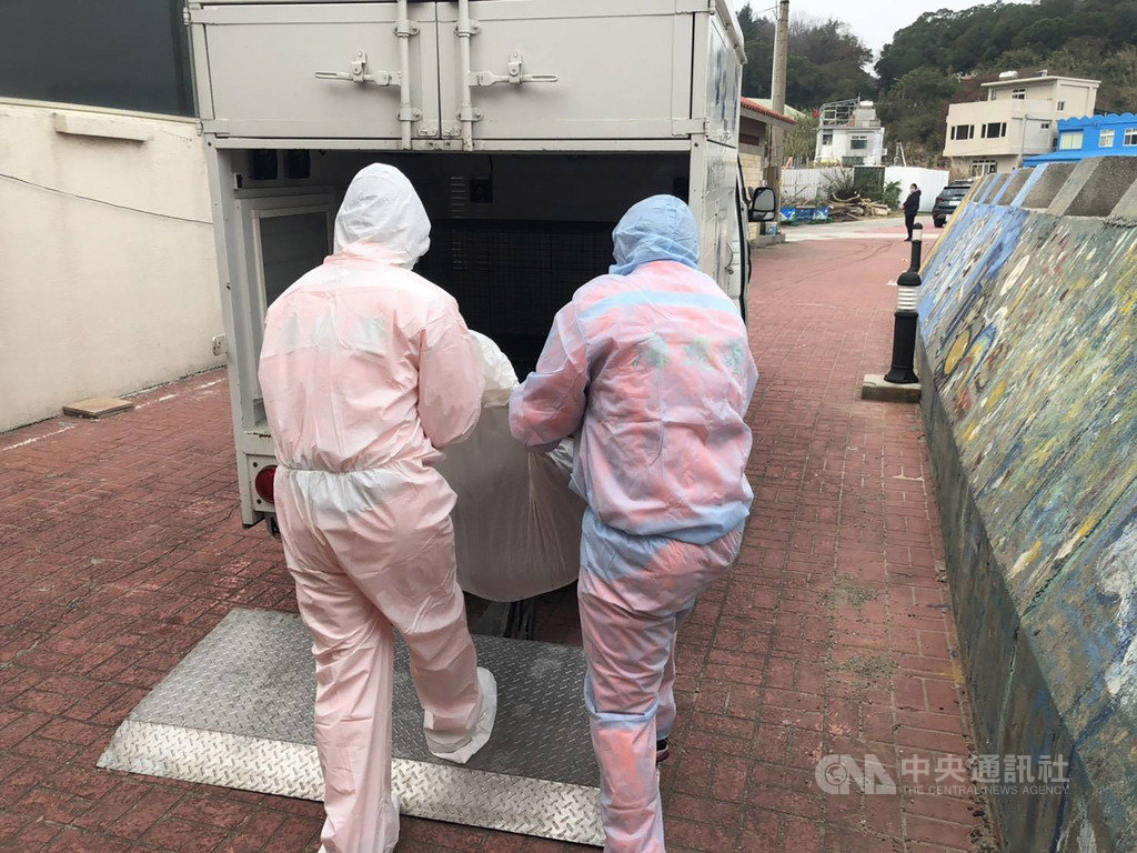第一○岸巡隊南竿巡邏組執行灘岸搜索與海面監控勤務時,於珠螺沃岸際沙灘發現1隻死亡海豚,長度約118公分,寬度約33公分,經辨識確認海豚品種為露脊鼠海豚,在台灣屬於保育類動物,已非常少見。(海巡署金馬澎分署馬祖岸巡隊提供)中央社 109年1月16日