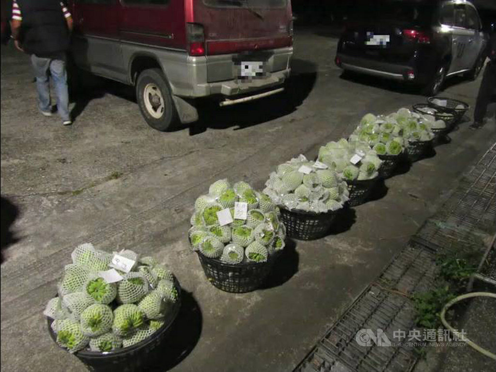 台東縣東河鄉一處果園逾萬斤釋迦遭竊,經警方連日追查,逮捕一竊盜集團成員2人,查扣釋迦502斤及犯案工具,並查獲毒品,全案訊後依竊盜、毒品罪嫌移送台東地檢署擴大偵辦。(台東縣警局提供)中央社記者李先鳳傳真 109年1月16日