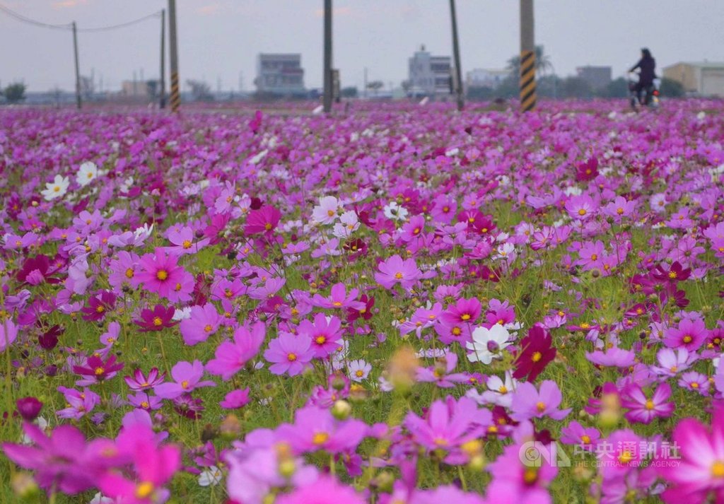 太保花海節今年邁入第5年,19日將在太保市高鐵聯外道路登場,25公頃有機田區目前已開滿了油菜花、波斯菊與白日草,歡迎民眾前來賞花,拍照打卡。中央社記者蔡智明攝 109年1月16日