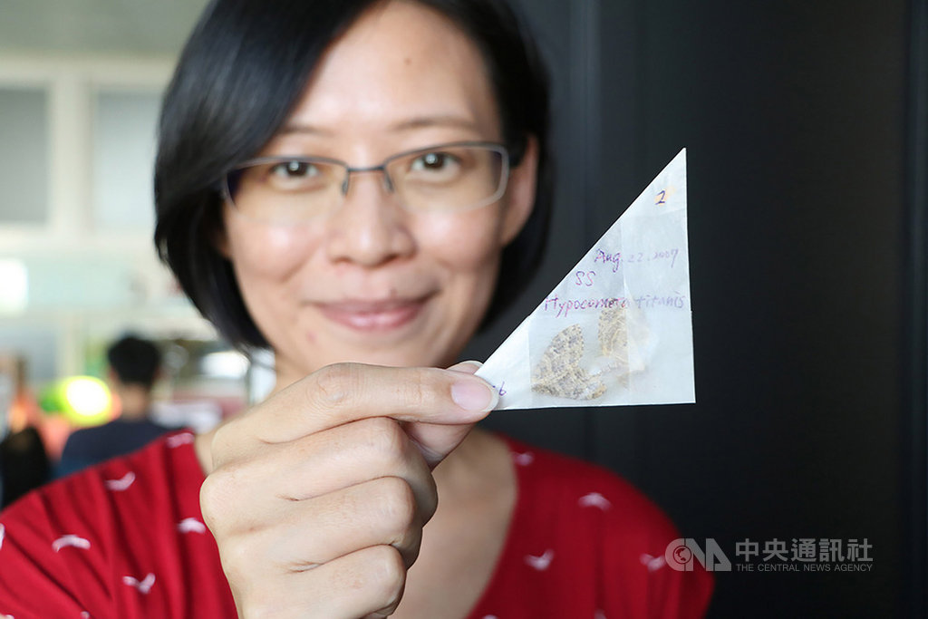 成功大學跨國研究團隊比對馬來西亞神山逾8000隻尺蛾,發現42年間當地氣溫升高攝氏0.7度,尺蛾平均體型卻縮小1.3%。圖為成大生命科學系副教授陳一菁展示2007年在神山採集的尺蛾。(成功大學提供)中央社記者張榮祥台南傳真 109年1月16日