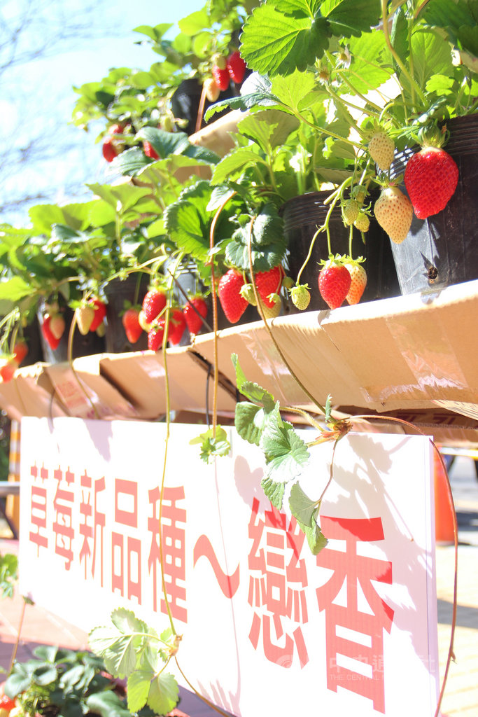 苗栗縣大湖鄉有「草莓王國」之稱,農委會苗栗農改場培育新品種「苗栗1號-戀香」,由大湖地區農會取得品種授權,開放農民申請試種,第一期花已開花結果。中央社記者管瑞平攝 109年1月16日