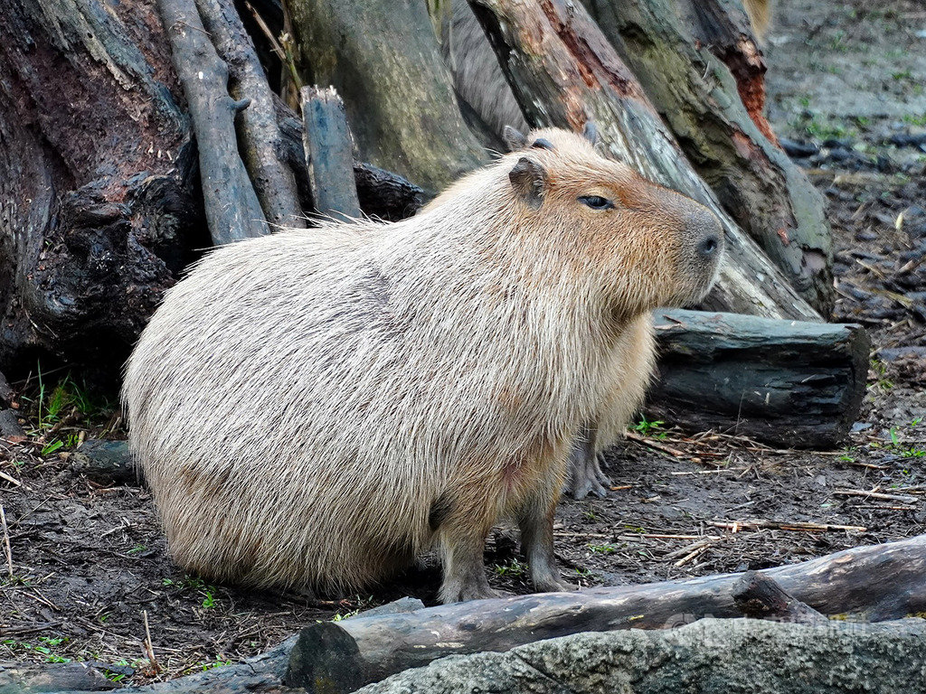 金鼠年即將到來,台北市立動物園18日起推出「鼠鼠生豐–鼠年生肖特展」,開幕首日邀請大家跟著第一隻在園內出生的水豚「卡皮」,一起認識嚙齒類動物。(台北市立動物園提供)中央社記者陳怡璇傳真 109年1月17日