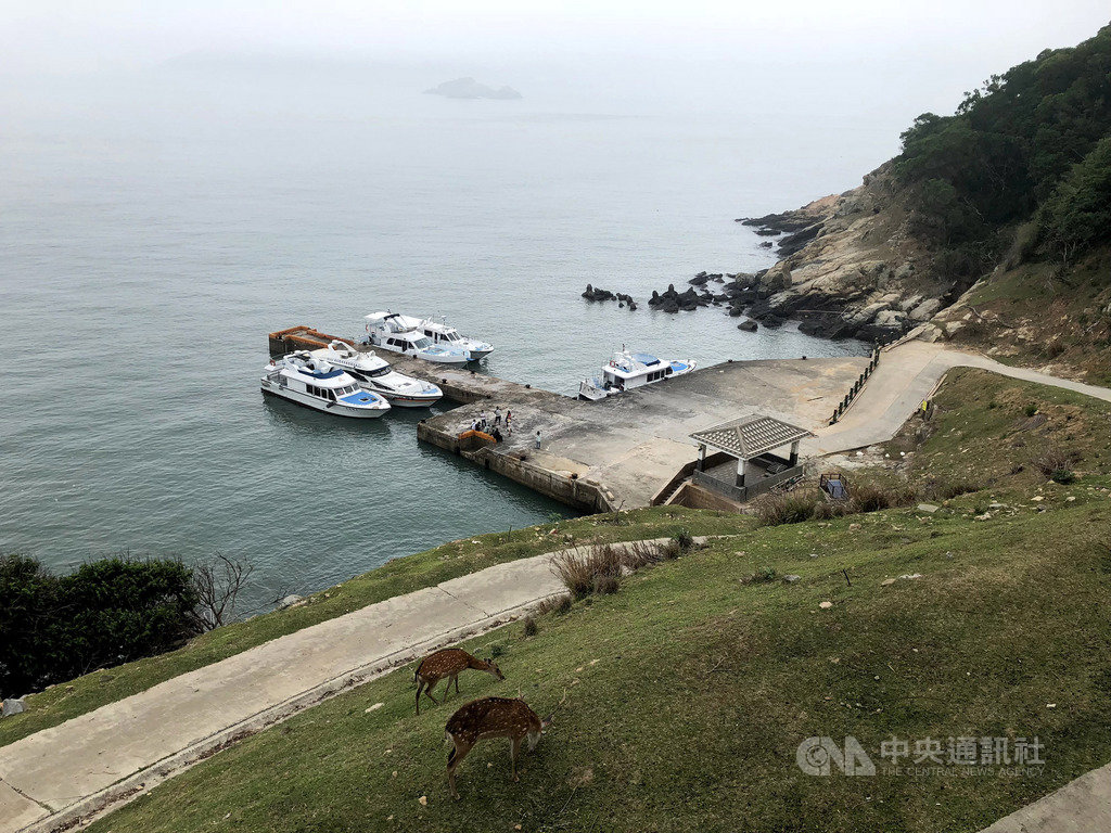 馬祖大坵梅花鹿生態之旅可近距離接觸梅花鹿,推出以來廣受好評;在小鹿可愛攻勢下,大坵島已成為馬祖觀光亮點,登島人數未來還有成長空間。(連江縣交通旅遊局提供)中央社 109年1月18日