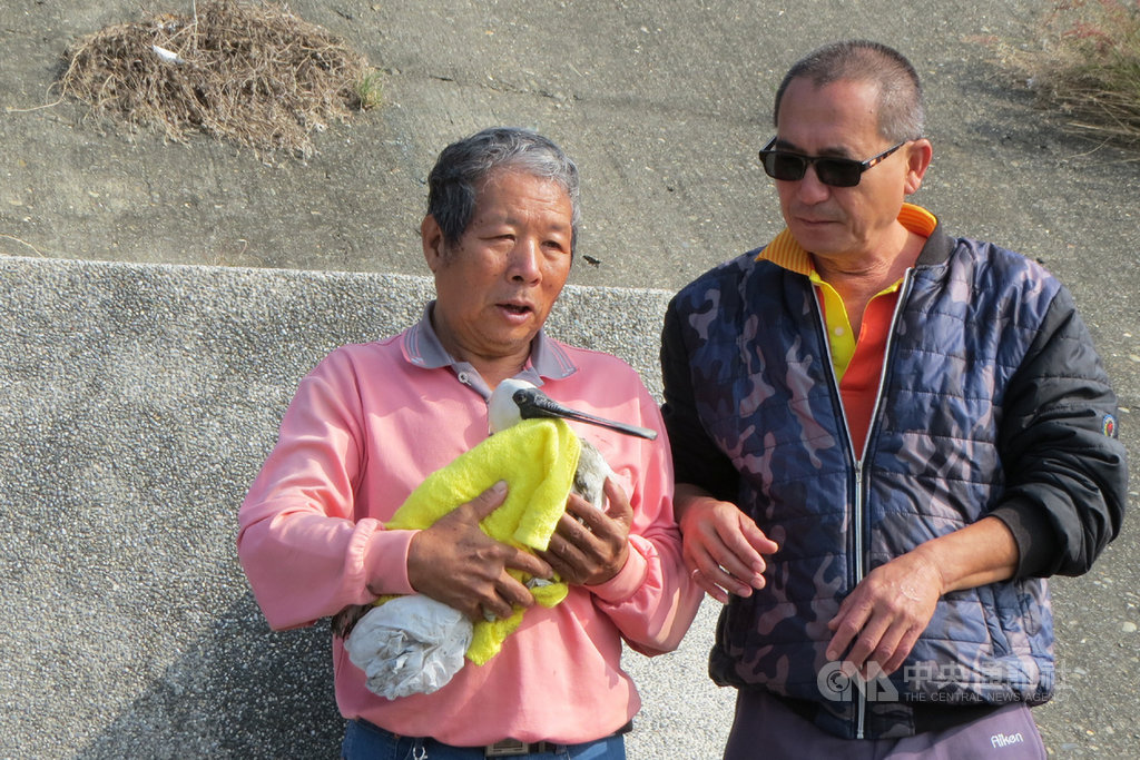 台南市生態保育學會人員黃永豐(左)、邱景威(右)19日在學甲濕地園區發現一隻虛弱的黑面琵鷺,救起後以毛巾包住,送醫救治疑為肉毒桿菌毒素中毒。(台南市生態保育學會提供)中央社記者楊思瑞台南傳真 109年1月19日