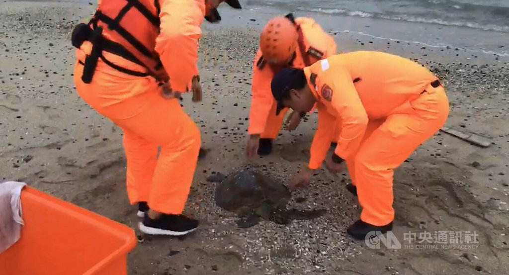 一隻保育類綠蠵龜19日擱淺在澎湖竹灣岸際,第七岸巡隊竹灣安檢所在執行灘岸搜索時發現,並通報澎湖縣政府農漁局保育科安置在水試所海龜收容中心觀察。(第七岸巡隊提供)中央社 109年1月19日