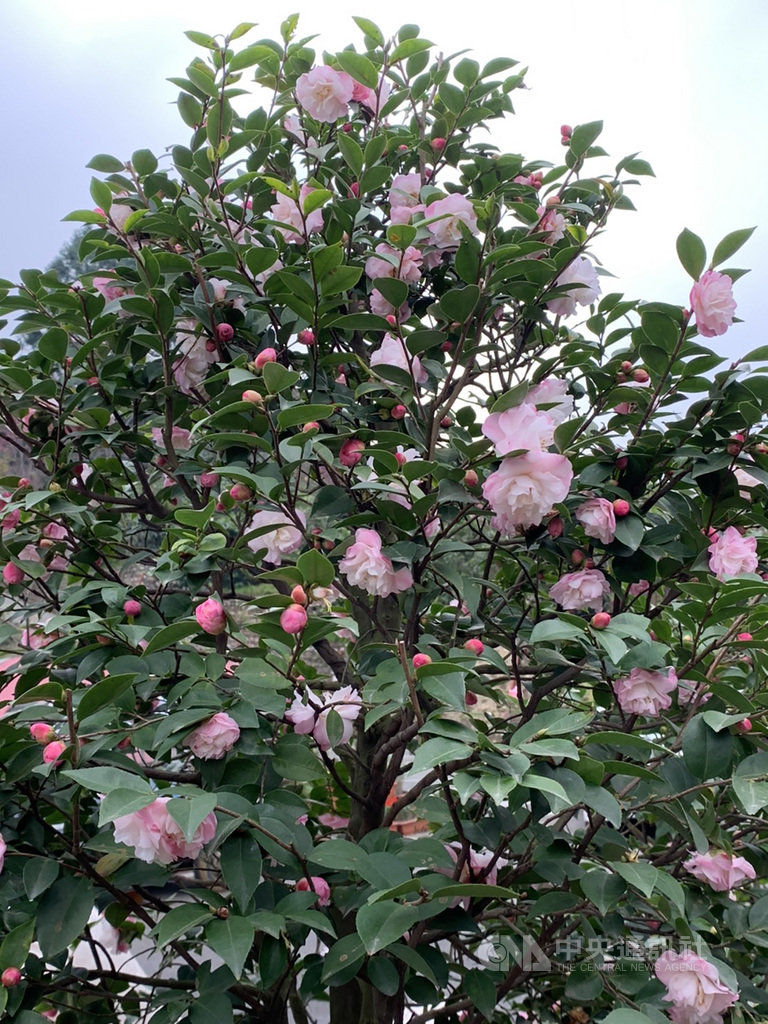 台大實驗林所轄鳳凰自然教育園區茶花盛開(圖),園內20日至29日也展出百盆茶花及玻璃茶花工藝品,歡迎民眾春節來賞花。(台大實驗林提供)中央社記者蕭博陽南投縣傳真 109年1月19日