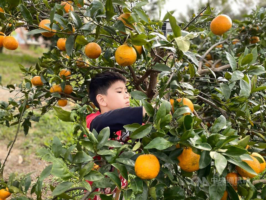 新竹縣峨眉鄉柑桔正值產季,峨眉農會22日表示,為民眾規劃農村旅遊行程,邀請家長帶著孩子,一同到峨眉體驗採果樂趣。(峨眉農會提供)中央社記者郭宣彣傳真 109年1月22日