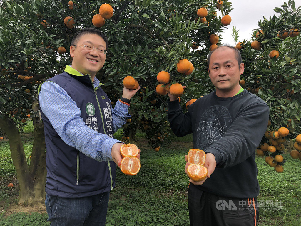 新竹縣峨眉鄉柑桔正值產季,峨眉農會總幹事陳冠義(左)22日表示,農會為民眾規劃農村旅遊行程,分享鄉內果園名單,很適合全家一起來採果,留下難忘的春節旅遊回憶。(峨眉農會提供)中央社記者郭宣彣傳真 109年1月22日