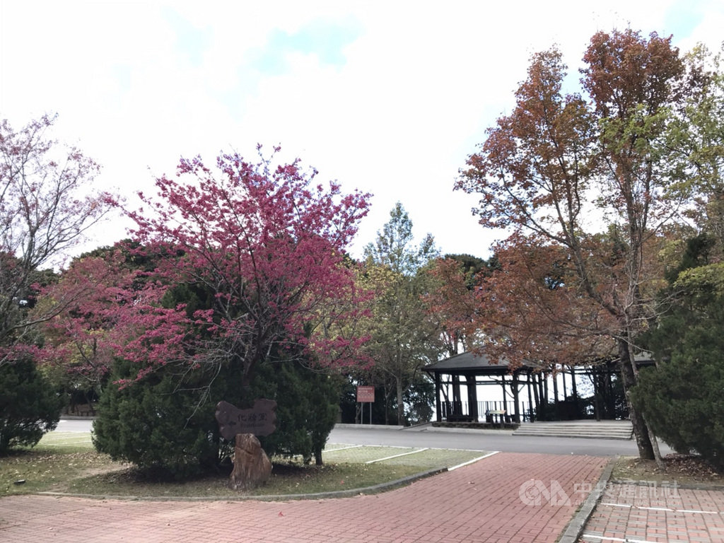 大雪山國家森林遊樂區位於台中市和平區,周邊的山櫻花已盛開,漫步落櫻的步道上,充滿濃濃浪漫氛圍,是民眾走春好去處。(東勢林管處提供)中央社記者趙麗妍傳真 109年1月22日