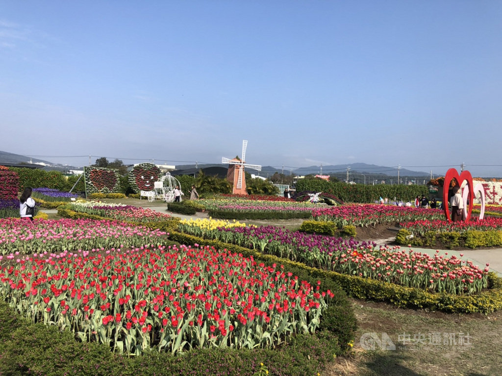 台中市后里區中社觀光花市春節期間加碼展出,特殊品種的鬱金香在花田中綻放,讓人彷彿置身歐洲花園。中央社記者趙麗妍攝 109年1月22日