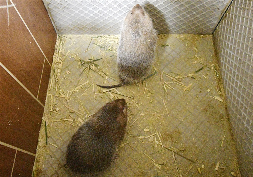 武漢造成肺炎的新型冠狀病毒來源很可能是市場銷售的野生動物,中國專家鍾南山之前更指可能來自竹鼠(圖)等野味。(檔案照片/中新社提供)