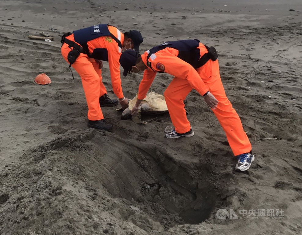 海巡署東部分署第一三岸巡隊25日接獲民眾通報,在都歷海灘、金樽休息區海灘等處發現死亡綠蠵龜,因死亡多時無研究價值,經台東縣政府同意後就地完成掩埋。(第一三岸巡隊提供)中央社記者李先鳳傳真 109年1月25日