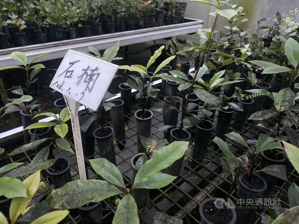 亞泥將種子放入穴植管栽種,待長大後將樹苗轉移至盆栽,這過程將有1/10不良種子會被淘汰掉,為奠定全球最快造林工法的培育方式。中央社記者潘羿菁攝 109年1月26日