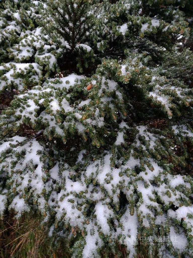 北大武山28日降下瑞雪,讓不少民眾興奮的趕著上山賞雪,林管處人員29日上山巡查,發現樹梢殘雪也是絕美。(林務局屏東林管處提供)中央社記者陳朝福傳真 109年1月29日