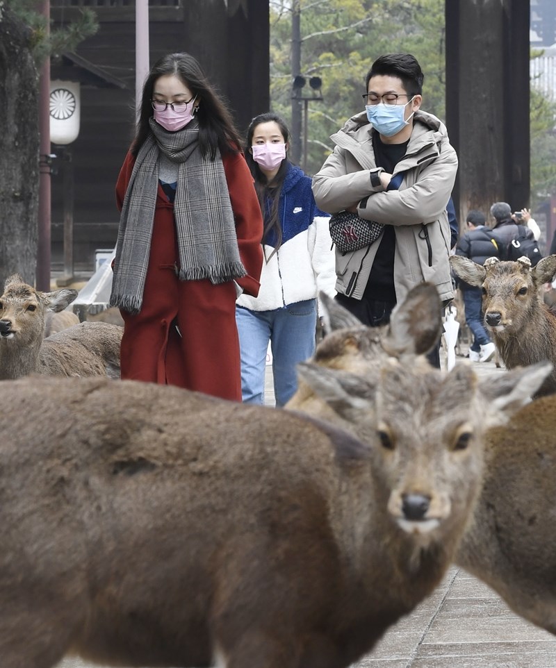 日本奈良公園內29日可見遊客戴著口罩。(共同社提供)