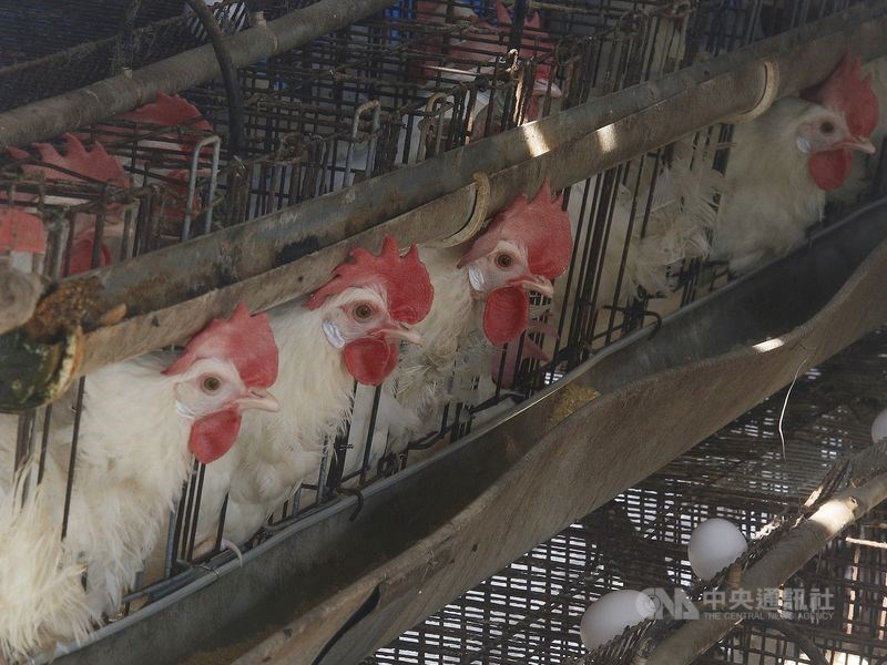 中國應對武漢肺炎之際,湖南省又發生家禽H5N1亞型高致病性禽流感疫情。(示意圖/中央社檔案照片)