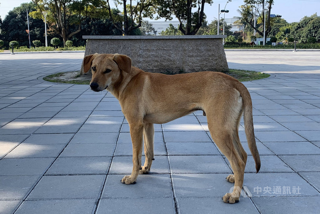 台南市山上花園水道博物館近日出現一隻個性溫馴的流浪犬,因驅趕不走,館方經徵詢網友意見後決定認養為守望工作犬。(台南市文化局提供)中央社記者楊思瑞台南傳真 109年2月13日