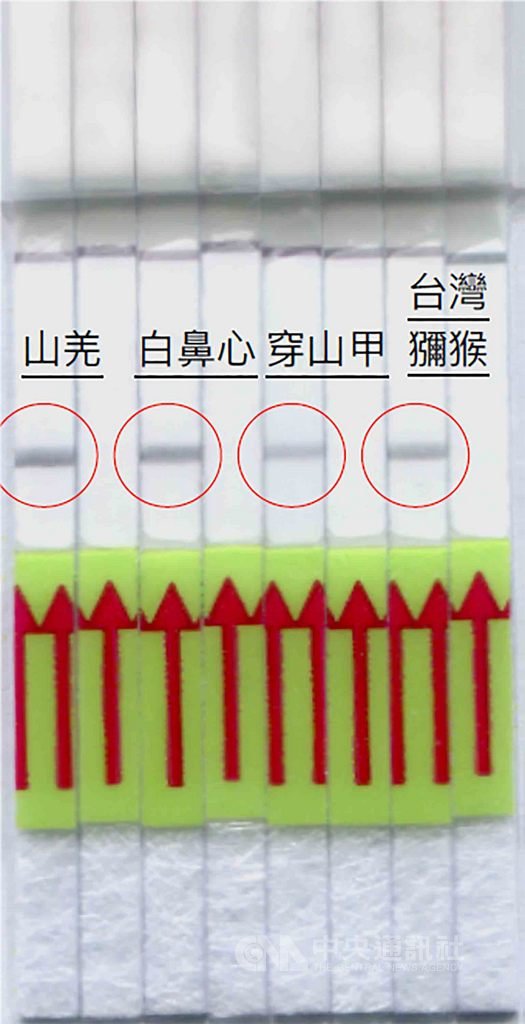 林務局委請嘉義大學研究團隊就市面上較可能出現的野生動物肉品,包含台灣野山羊、白鼻心、山羌、台灣獼猴或穿山甲等5種為檢測對象,研發出專屬試紙,搭配試劑並控制溫度,可於20分鐘鑑定出來。(林務局提供)中央社記者楊淑閔傳真 109年2月13日