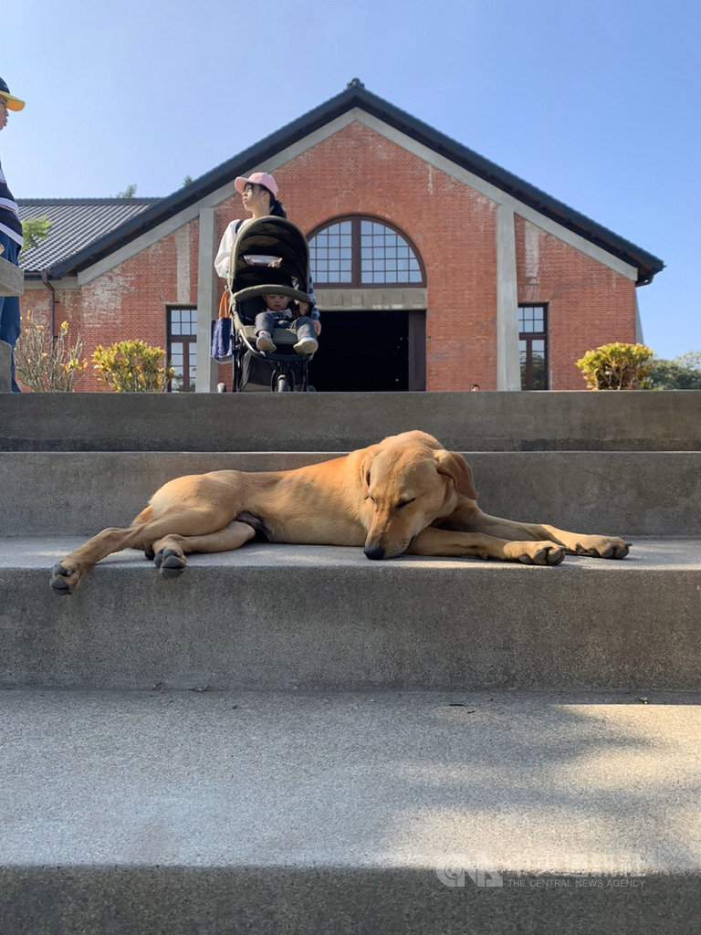 一隻黃色的米克斯流浪犬常穿梭在台南市山上花園水道博物館園區,館方在是否驅離間舉棋不定,決定在臉書粉專徵詢網友的意見,在網友一面倒支持下,館方決定將狗兒收編成為博物館的一員。(台南市政府文化局提供)中央社記者張榮祥台南傳真 109年2月13日