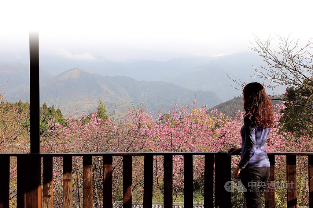 新竹縣尖石鄉山區的櫻花、桃花陸續綻放,尖石鄉公所15日也舉辦櫻、桃花季記者會,歡迎民眾到尖石賞櫻、泡湯、品嚐原住民風味美食,享受大自然的美好。(新竹縣政府提供)中央社記者魯鋼駿傳真 109年2月15日