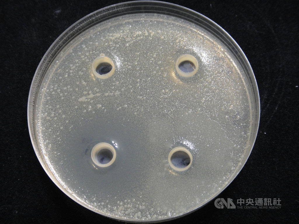 農委會水產試驗所指出,文蛤養殖出現大量死亡,水質不良及弧菌感染是主因,從白蝦腸道中分離出的短小芽孢桿菌D5,對弧菌有抑制作用。圖為培養皿內4個圓孔周邊為透明,沒有弧菌滋長情形。(水試所提供)中央社記者楊淑閔傳真 109年2月17日