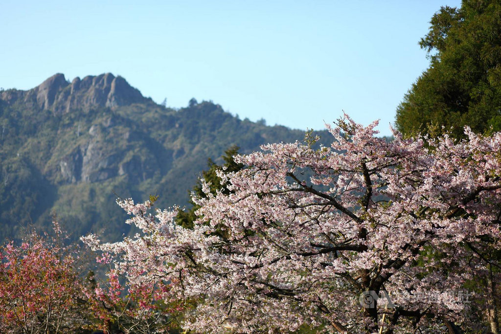 阿里山花季將於3月10日登場,持續至4月10日。公路總局預估,阿里山花季的賞花人次可能會受武漢肺炎疫情影響。(公路總局提供)中央社記者汪淑芬傳真 109年2月18日