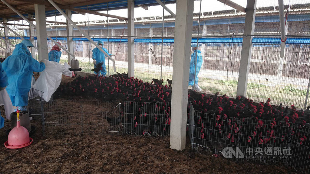 雲林縣口湖鄉一處飼養黑羽土雞的養禽場日前出現雞隻異常死亡,雲林縣動植物防疫所檢驗出H5N2及H5N5高病原性禽流感,17日全面撲殺逾3萬隻黑羽土雞。(雲林縣動植物防疫所提供) 中央社記者姜宜菁傳真 109年2月18日