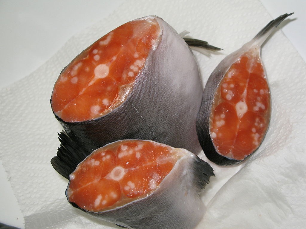 遭Henneguya類生物體寄生的鮭魚。(圖取自維基共享資源,版權屬公眾領域)