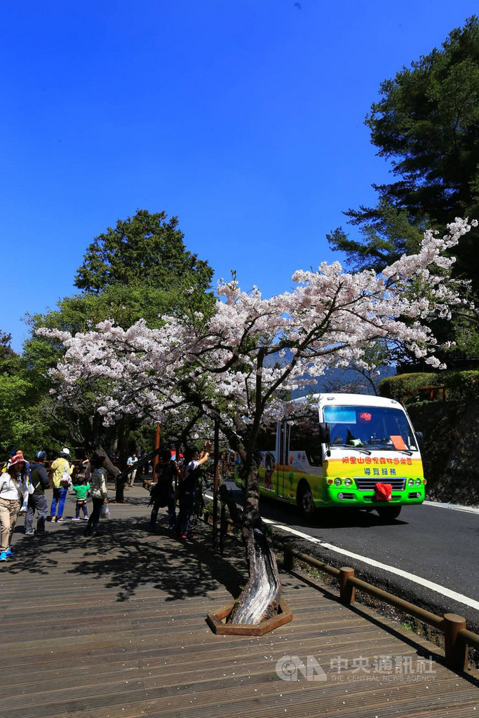 阿里山花季將於3月10日登場,阿里山國家森林遊樂區的櫻花近日已陸續綻放。(嘉義林管處提供)中央社記者蔡智明傳真 109年2月27日