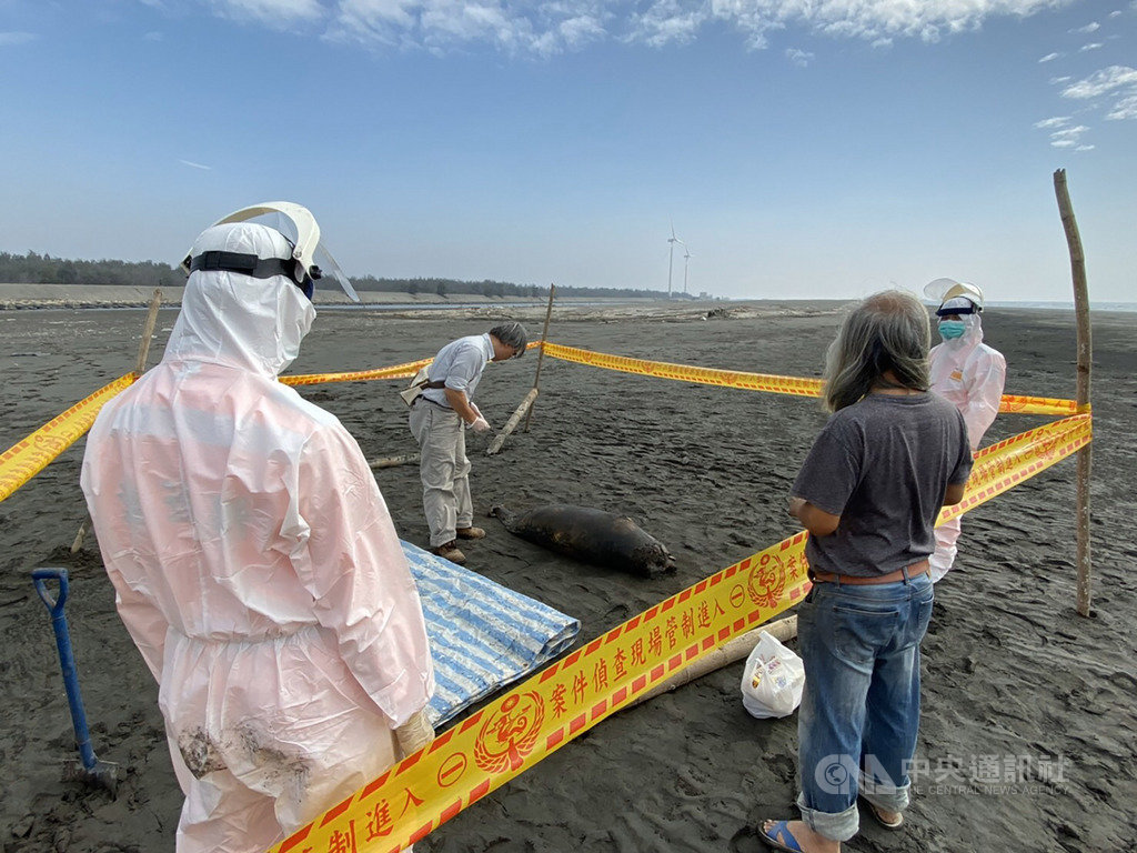 海巡署中部分署第四岸巡隊29日在雲林縣一處海灘發現一隻死亡鯨豚,經專家到場判定是瀕臨絕種保育類動物江豚,推論死亡原因為長期未進食,屍體已就地掩埋。(第四岸巡隊提供)中央社記者蔡智明傳真 109年2月29日