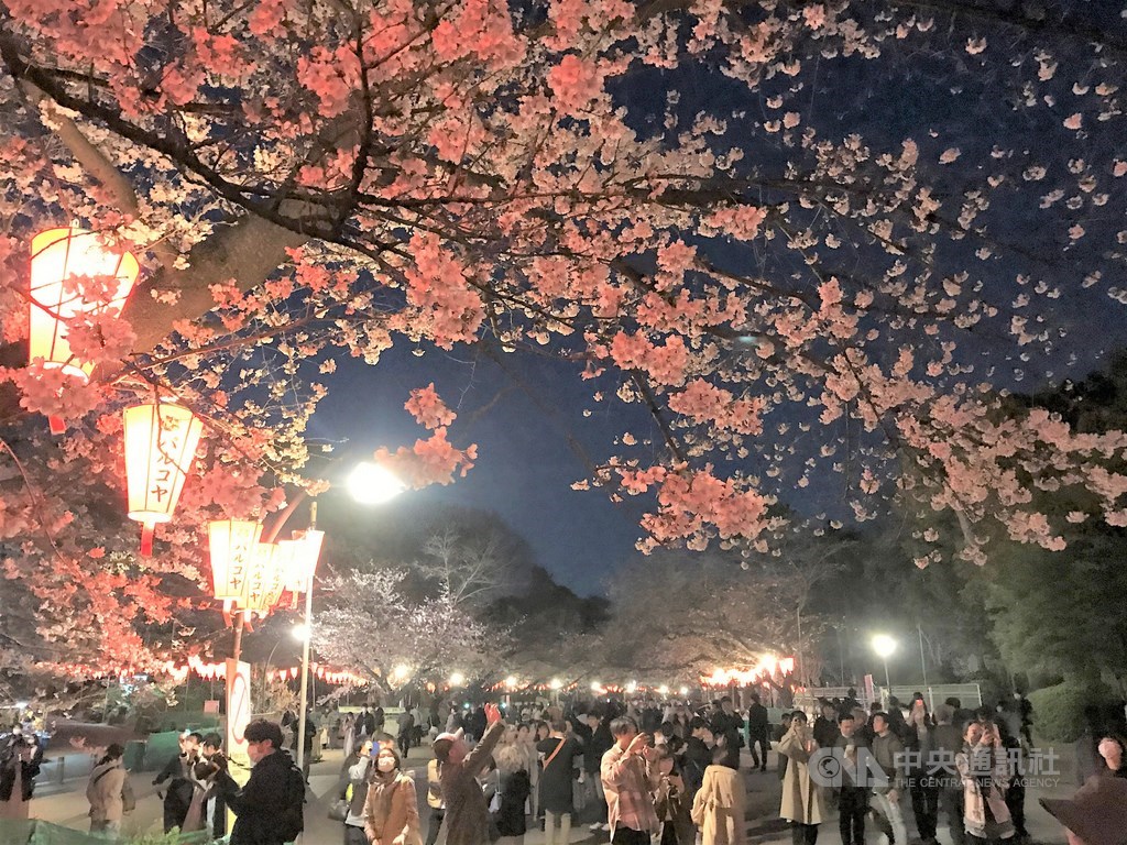 東京上野恩賜公園有上千株櫻花,是日本知名的賞櫻景點,21日受到武漢肺炎疫情影響,賞櫻氣氛不如往年熱絡,但遊客仍可賞夜櫻,別有一番風情。中央社記者楊明珠東京攝 109年3月22日