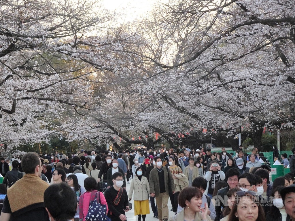 日本東京上野恩賜公園櫻花怒放,受到武漢肺炎疫情影響,今年賞櫻客比去年少,但最近3天連假,湧入的遊客超乎預期。圖為21日的景象。中央社記者楊明珠東京攝 109年3月22日