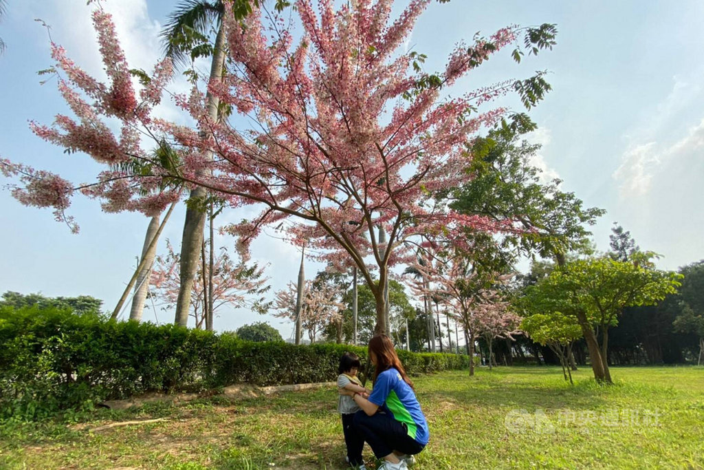 台南山上花園水道博物館內栽種的花旗木盛開,吸引不少民眾前往拍照,成為受歡迎的賞花秘境。(台南市文化局提供)中央社記者楊思瑞台南傳真 109年3月25日