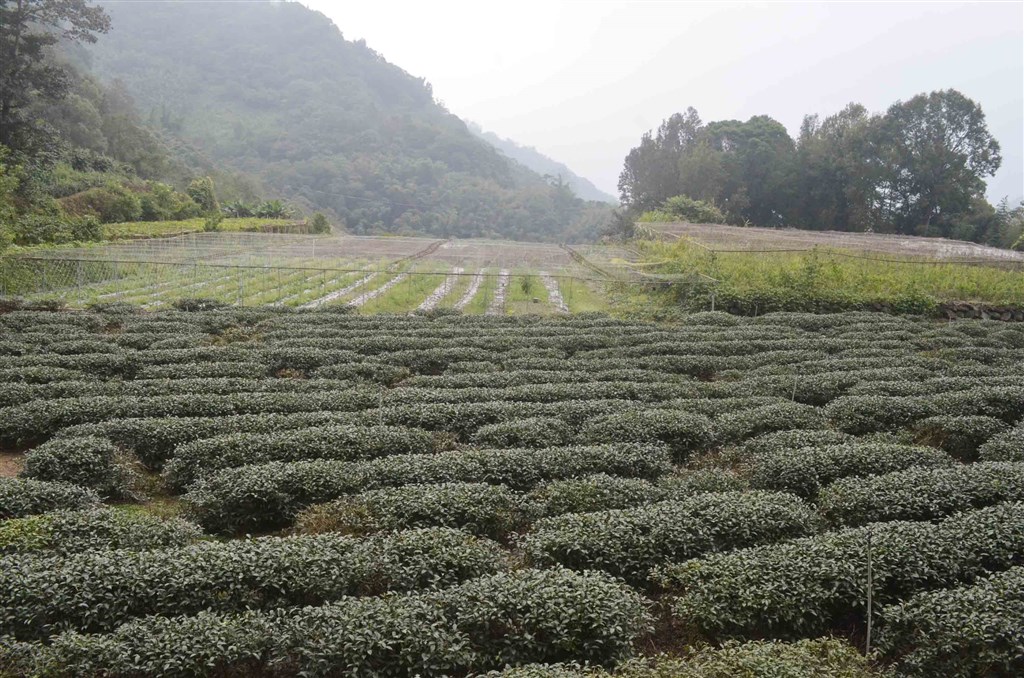 嘉義長庚醫院中醫團隊近日研究發現,台灣本土茶葉中「多酚羥基茶駢酚酮」結構物質,可與武漢肺炎冠狀病毒結合,阻止病毒增生。研究成果獲國際醫學期刊刊登。(示意圖/中央社檔案照片)