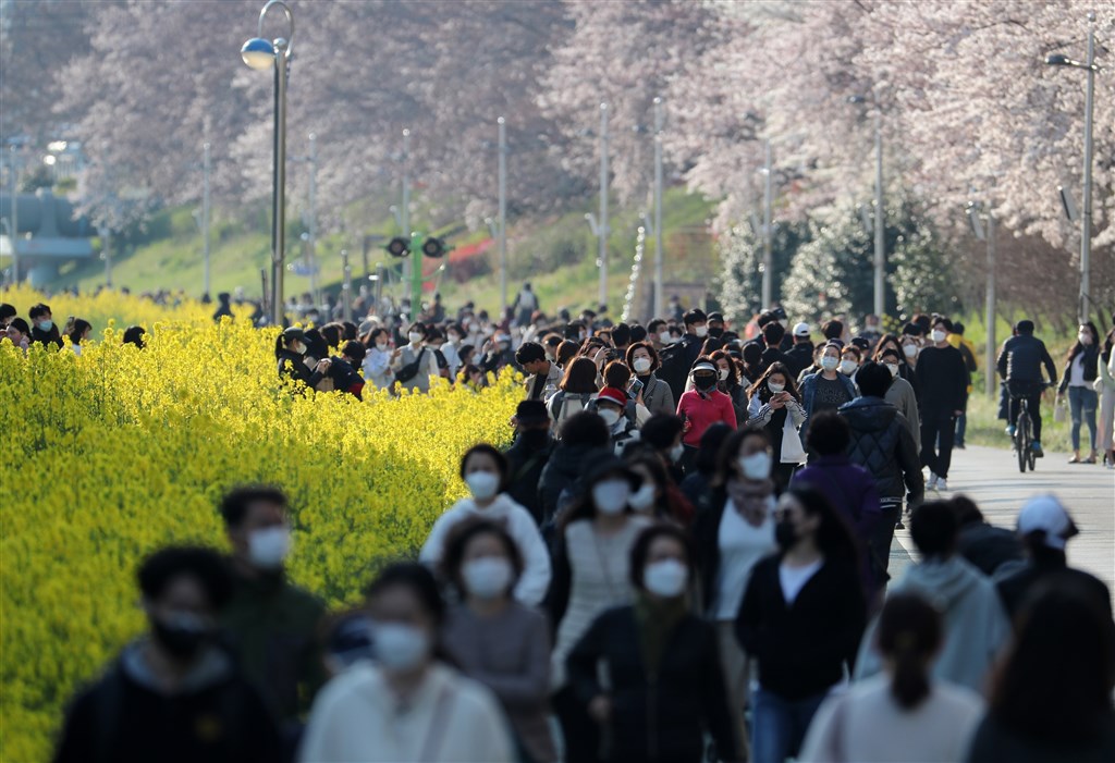 至26日凌晨零時,韓國確診武漢肺炎人數達9241例。圖為釜山民眾戴口罩賞櫻。(韓聯社提供)