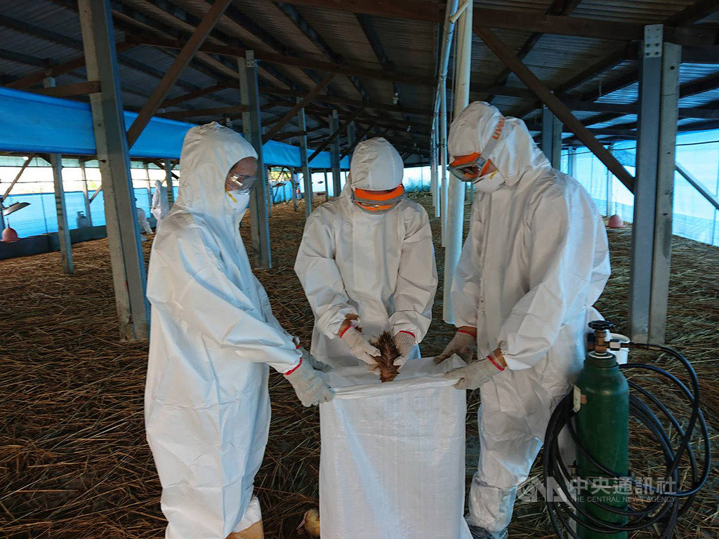 台南市後壁區一處養鵝場28日確診感染H5N5高病原性禽流感,台南市動物防疫保護處立即依照標準作業程序進行撲殺防疫處置。(台南市動物防疫保護處提供)中央社記者張榮祥台南傳真 109年3月28日