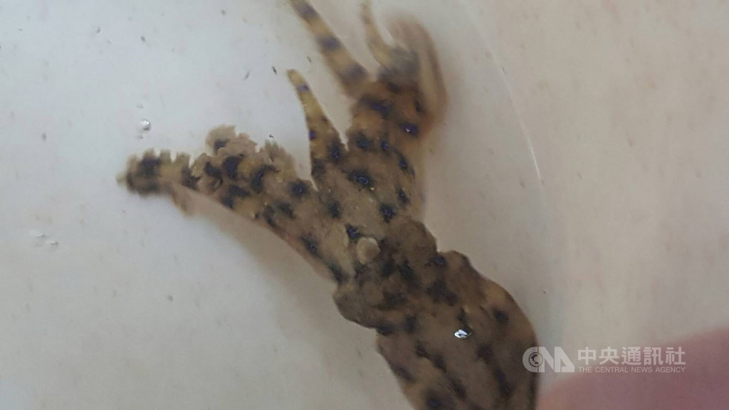 澎湖科大水產養殖系副教授李孟芳表示,27日在澎湖北海域照海所捕獲的「擬藍紋蛸」,俗稱「豹紋章魚」,也有人稱為「藍線章魚」,一般生長在台灣近海底棲性,澎湖海域在這個季節發現這類藍線章魚,值得研究。中央社 109年3月28日
