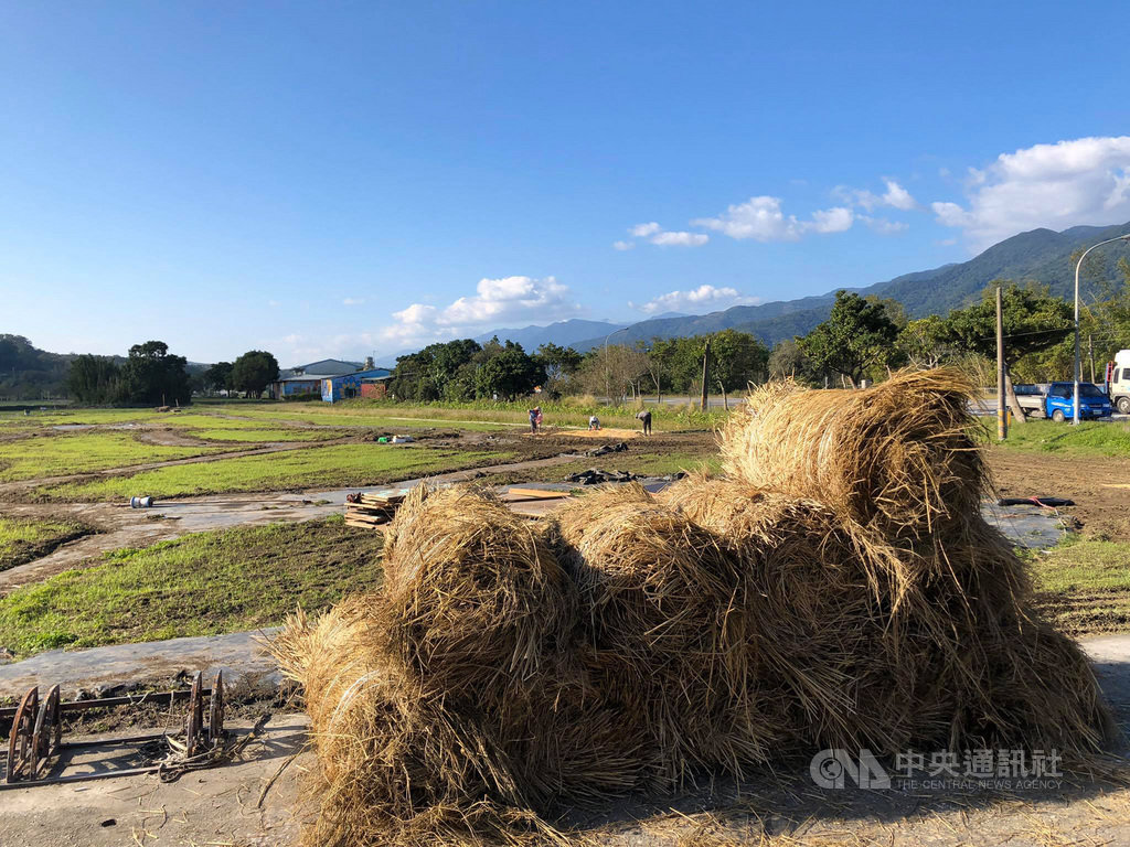 花蓮縣玉里鎮、富里鄉是大米倉,兩鄉鎮種稻面積約5000多公頃,2農會米倉加起來有7000多公噸的米,受武漢肺炎疫情影響,民眾害怕斷糧而掀起一波囤貨潮,民眾要求宅配的訂單大量湧入農會。中央社記者李先鳳攝 109年3月29日