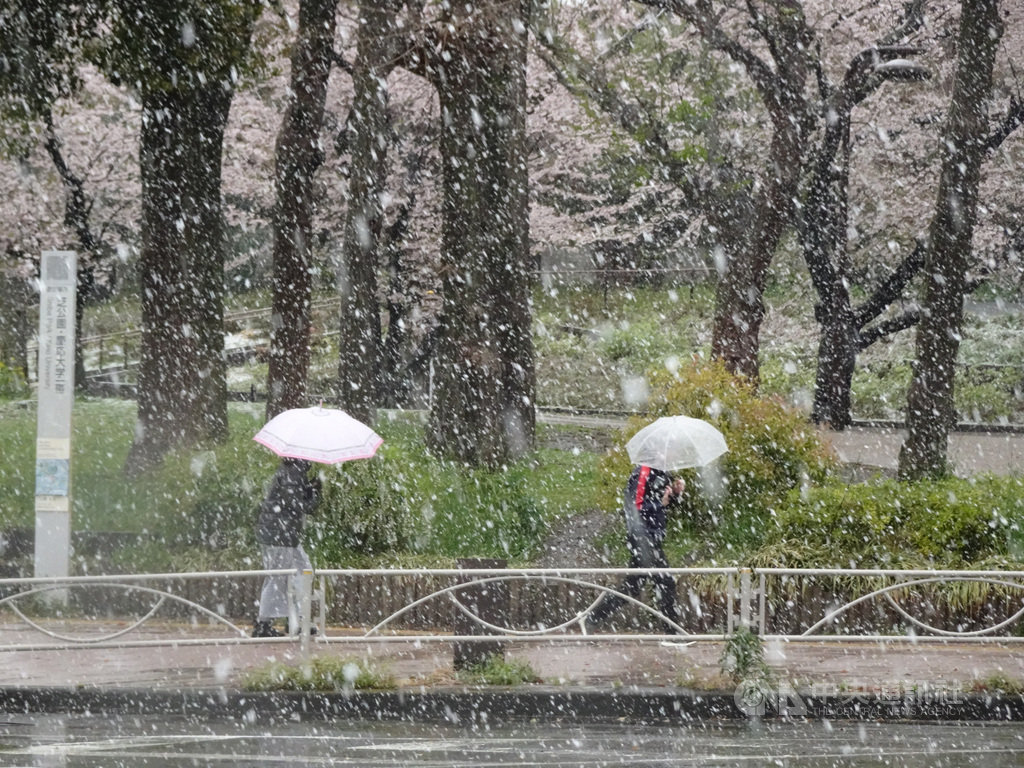 受到低氣壓及寒氣影響,東京市中心觀測到積雪,為避免武漢肺炎疫情擴大,東京都政府呼籲市民本週末盡量少出門,但29日仍有不少人出門賞雪兼賞櫻。中央社記者楊明珠東京攝 109年3月29日