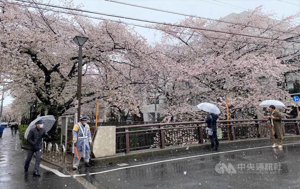 為避免武漢肺炎疫情擴大,東京的賞櫻景點目黑川今年不辦櫻花季活動,區公所職員及保全呼籲民眾不要在此群聚賞櫻。中央社記者楊明珠東京攝 109年3月29日