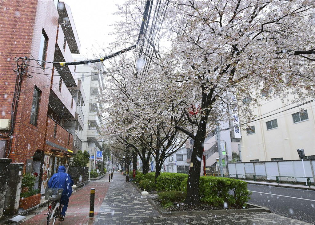東京都櫻花3月22日滿開,29日都內降雪到中午12時止已積雪1公分,是時隔51年再度出現櫻花滿開後還積雪達1公分。(共同社提供)