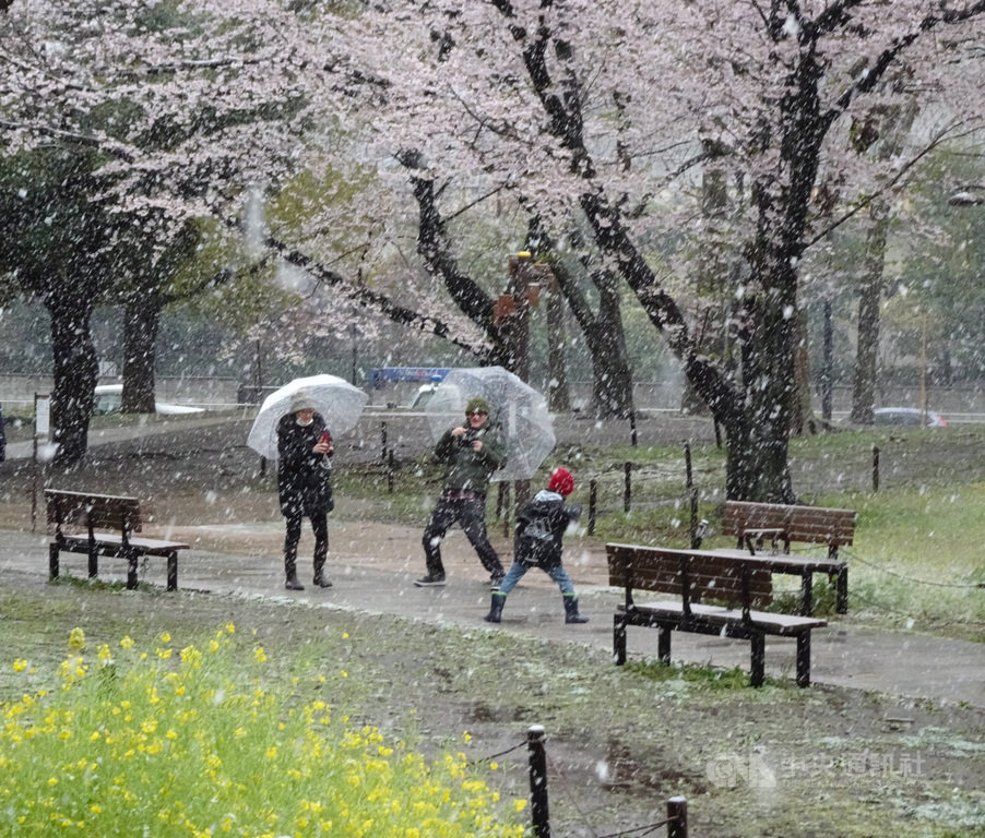 東京市中心29日觀測到積雪一公分,上一次東京市中心3月底積雪是32年前的事。難得的雪景加上是櫻花季,有些東京人、外籍遊客雪中用相機捕捉美景。中央社記者楊明珠東京攝 109年3月29日