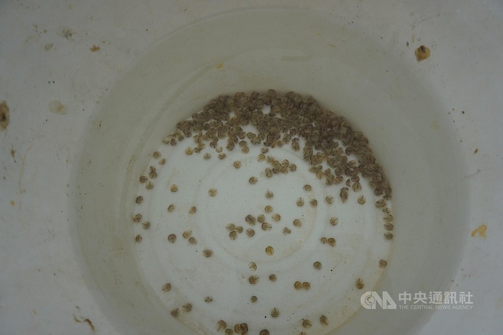 金門縣副縣長黃怡凱與水產試驗所所長楊文璽30日帶隊,在建功嶼放流水試所自行復育的1到2齡三棘鱟苗4萬尾,盼彌補自然的生產力不足,讓金門生態永續發展。中央社記者黃慧敏攝 109年3月30日