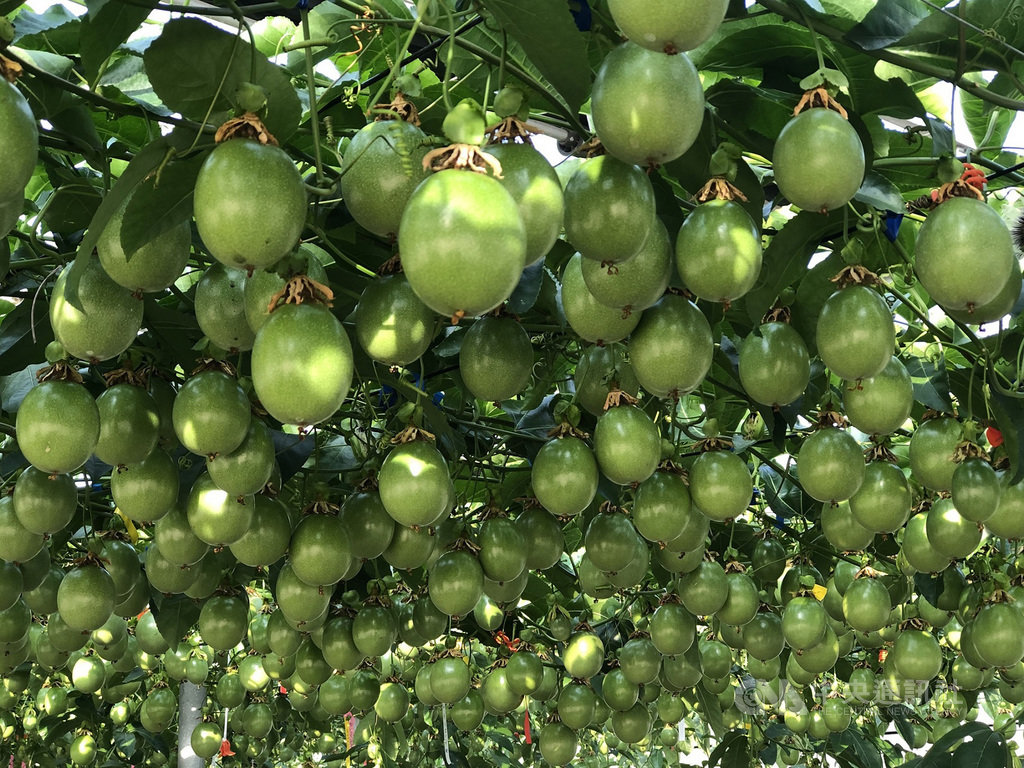 高雄區農業改良場表示,高屏地區的百香果產期正好與中部的百香果產期互補,3年前開始輔導高屏農民種植百香果,已促進不少檳榔園轉作。(高雄區農改場提供)中央社記者郭芷瑄傳真 109年3月31日