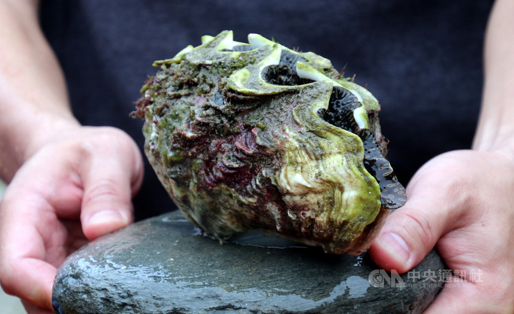 來自澎湖的21顆硨磲貝31日移植到台東市富山海域,硨磲貝長的很慢,一年大約長5公分,附生的藻類讓牠變出各種色彩,相當漂亮。中央社記者盧太城台東攝 109年3月31日