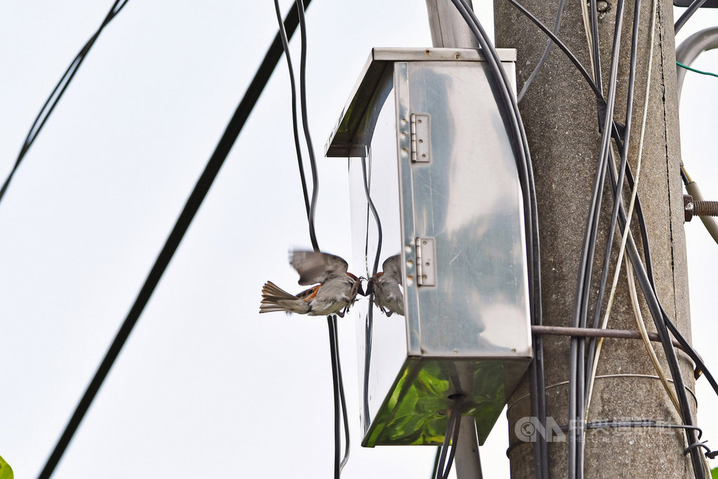台南有鳥友發現一級保育類動物山麻雀有飛撞不鏽鋼製路燈開關箱行為,擔心山麻雀因此遭遇不測,盼相關單位研究改善方案。(鳥友鄭緯武提供)中央社記者楊思瑞台南傳真 109年4月1日