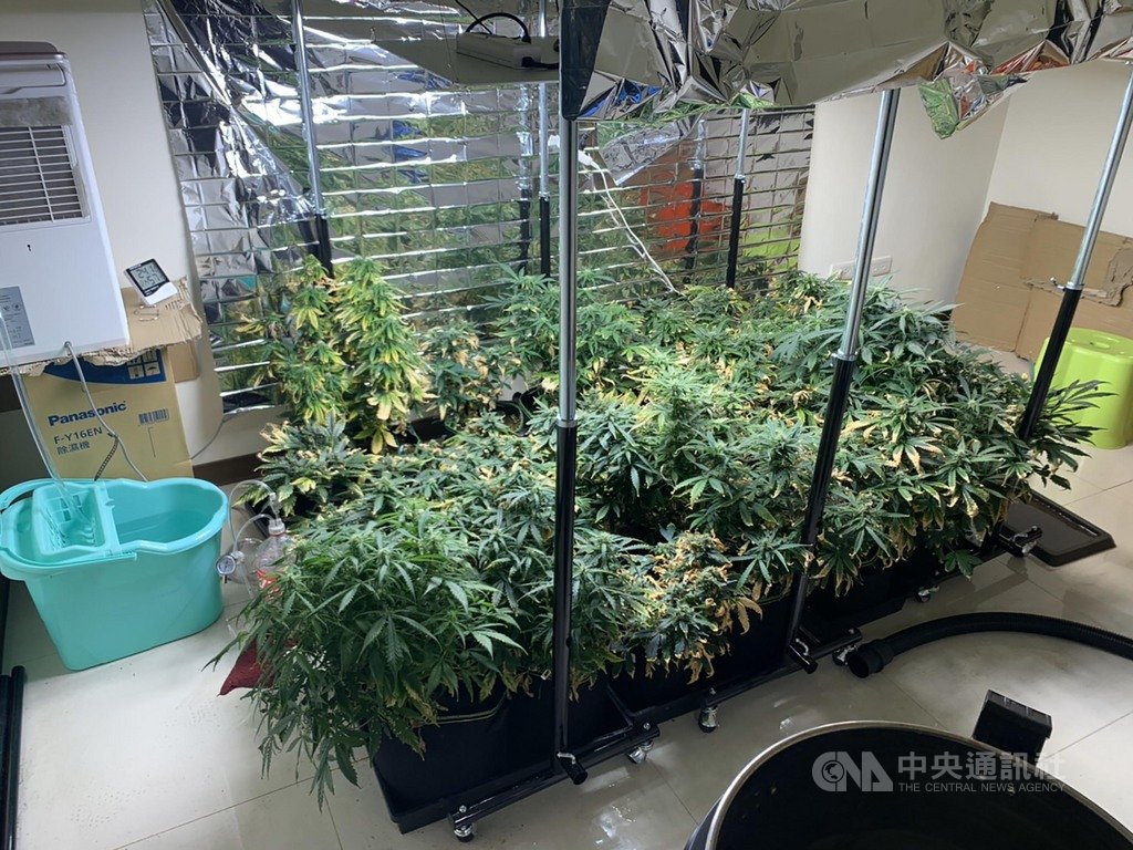 桃園市警局平鎮分局在中壢區破獲一處大麻種植場,現場設備齊全,並逮捕遭通緝詹姓男子,詹男表示種子及栽種技術都是上網購買及學習,警方後續將追查大麻及毒品咖啡包的來源及流向,以釐清案情。(桃園市警局平鎮分局提供)中央社記者吳睿騏桃園傳真 109年4月5日