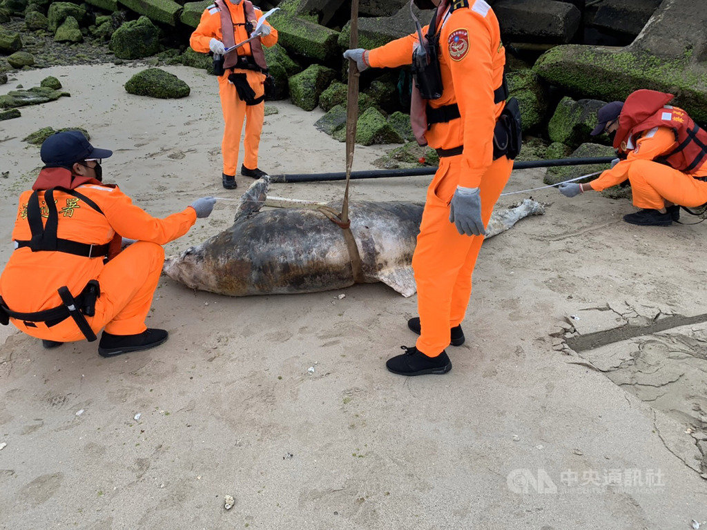 澎湖第七岸巡隊5日在岐頭北海域發現一尾死亡瓶鼻海豚,由於已死亡多時,岸巡隊在通報縣府後,直接就地掩埋。(第七岸巡隊提供)中央社 109年4月5日
