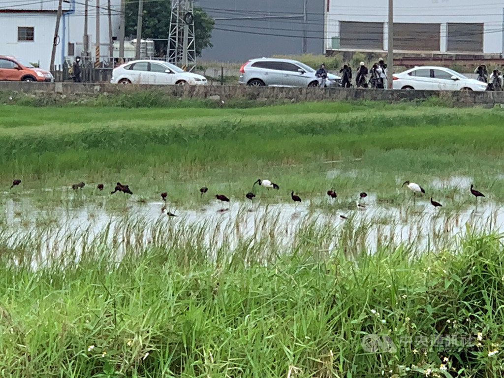 拍鳥俱樂部社長黃蜀婷5日與鳥友賞鳥時,接獲消息指出屏東東港一帶有瀕危、極稀有鳥類彩䴉現蹤,讓眾人等不及飛車南下爭睹。(黃蜀婷提供)中央社記者陳朝福傳真 109年4月5日