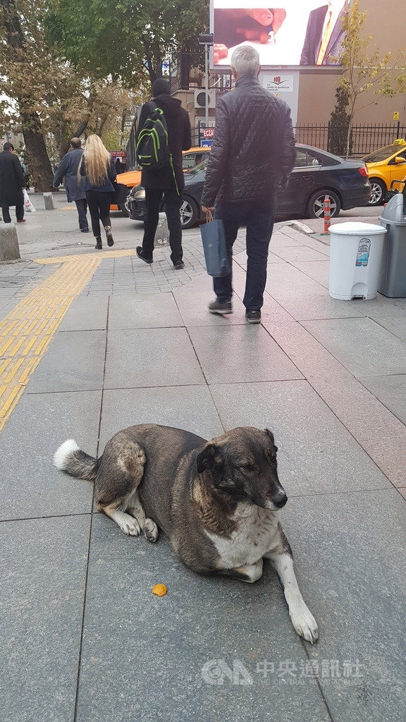 土耳其各地巿政府會對流浪動物施打疫苗且定期提供飲食。安卡拉街頭常見自在棲息的流浪狗,牠們外表健康,不會特別迴避行人。圖攝於2018年11月23日。中央社記者何宏儒安卡拉攝 109年4月6日